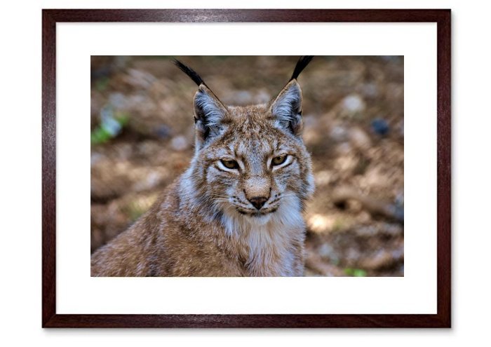 Lynx Big Cat Wild Animal Wildcat Carnivores 